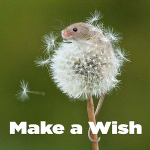 Make a Wish and keep your hopes high. Optimism is a winning spirit for success in life