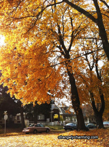 Fall Autumn Equinox - The beautiful colors and changes during this season can bring difficult struggles